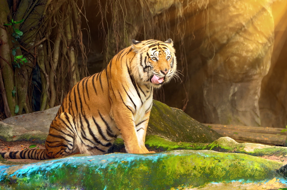 Зоопарк Khao Kheow Open Zoo